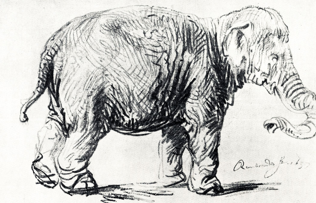 Рембрандт. Молодой слон. 1637